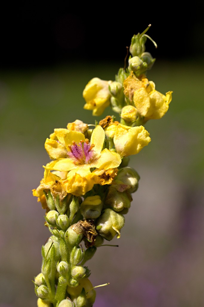 nationaal park de groote peel grote natuurgebied natuur hdr brabant limburg staatsbosbeheer turf veen heide hei bos bossen
